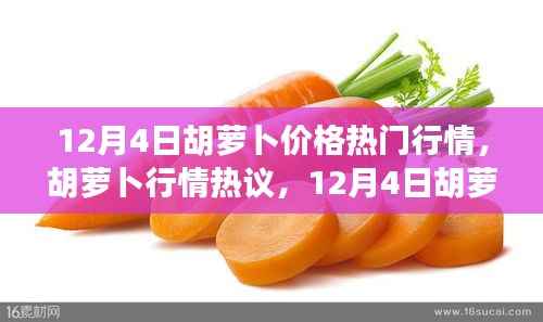 12月4日胡萝卜价格行情分析与热议