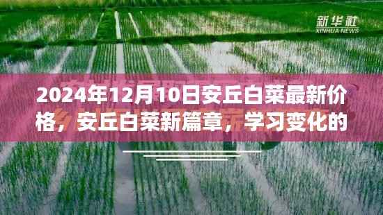安丘白菜最新价格揭秘，学习变化的力量与白菜价格的奇妙之旅（2024年12月10日）