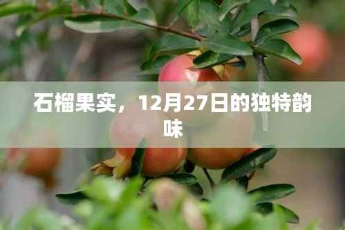 石榴果实,12月27日的独特魅力