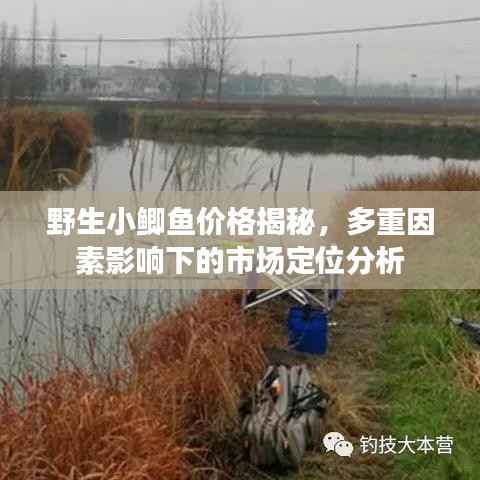 野生小鲫鱼价格揭秘，多重因素影响下的市场定位分析