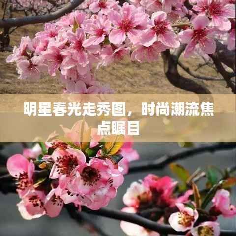 明星春光走秀图,时尚潮流焦点瞩目